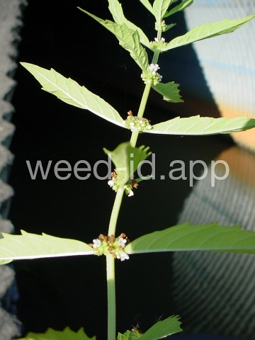 bugleweed, rough